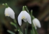 Show product details for Galanthus nivalis Lady Elphinstone